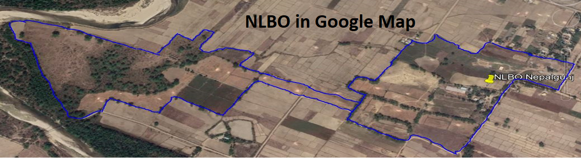 NLBO in google map